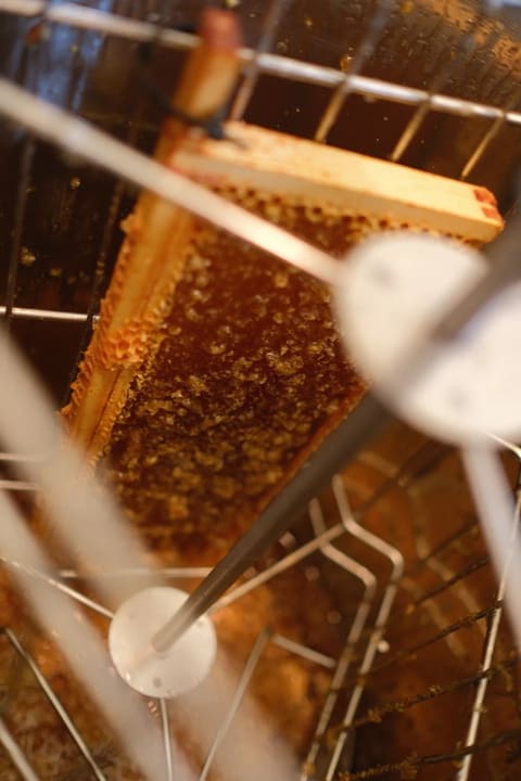 An uncapped frame in the extractor's steel cage, glistening with honey.