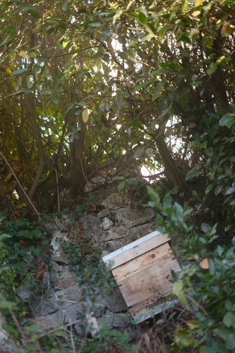 A wooden hive tucked under trees in front of an old stone wall covered in ivy, with sunlight coming through the leaves.