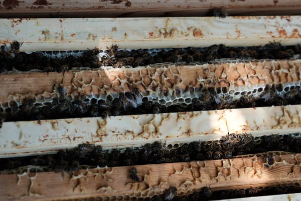 Looking down on the top bars of a brood box, with bees in the gaps and ridges of wax along the wood.