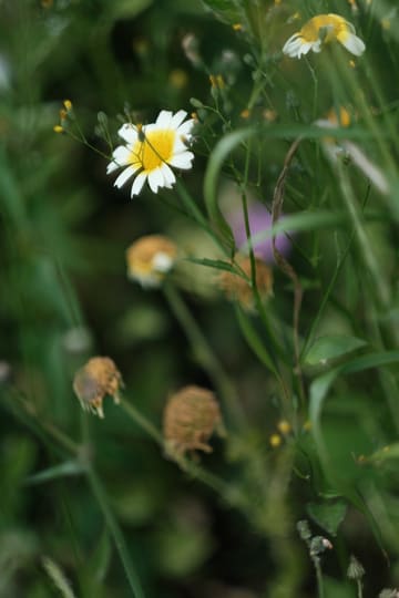 A white daisy with a golden-yellow inner ring among grasses and seed heads.
