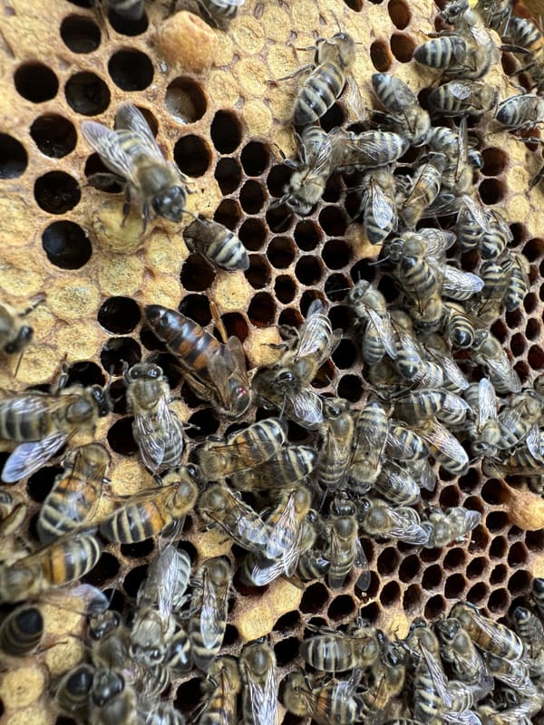 A close-up of brood comb with capped cells, empty cells and about fifty bees, one of them the queen.