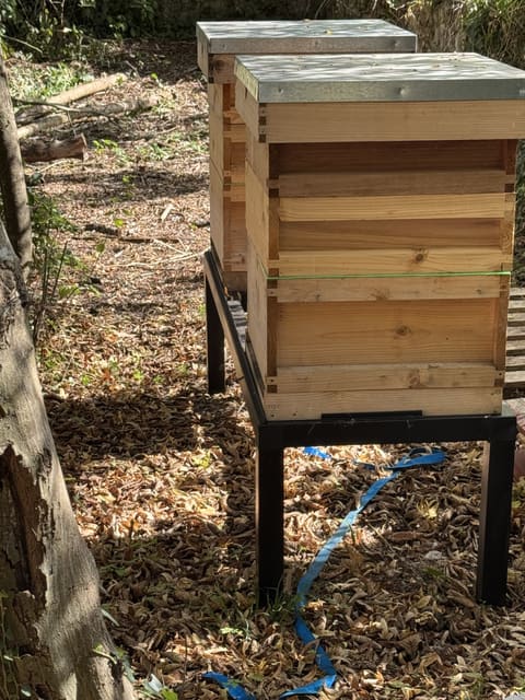 A hive on its metal stand among autumn leaves, with a blue ratchet strap lying on the ground beside it.