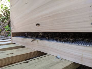 The entrance of a hive crowded with bees on a warm day.