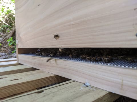 The entrance at the bottom of a wooden hive, with bees crowded on the mesh floor inside and one flying in.