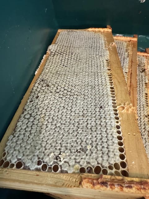 A frame of honeycomb almost completely sealed with pale wax cappings, with a row of open cells along the edges.