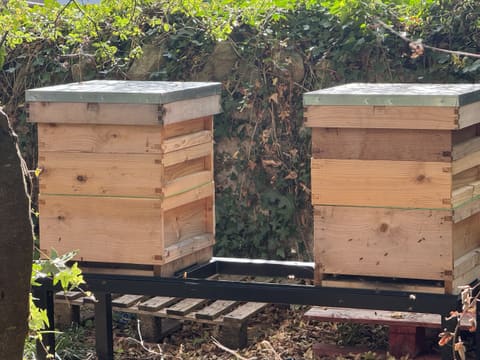 Two wooden National beehives with galvanised roofs on a black metal stand, in front of an ivy-covered stone wall.