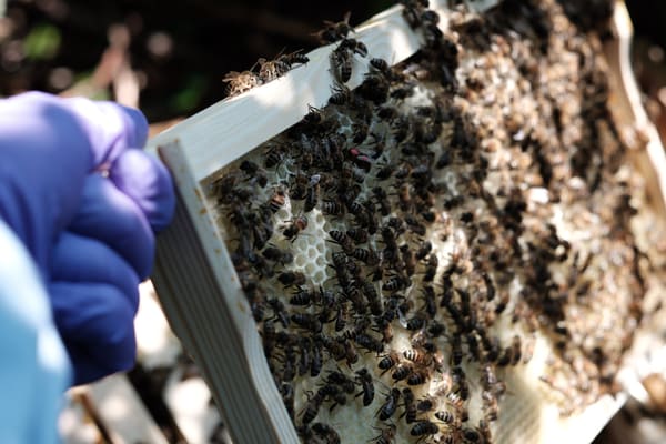 A frame of new white comb held in a gloved hand, covered in hundreds of bees.