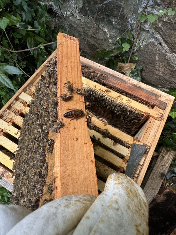 Looking down into an open brood box, with a frame held up on its end and bees covering the frames.