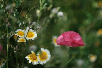 A pink poppy with papery petals next to white and yellow crown daisies.