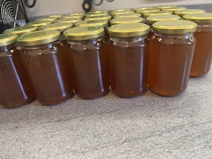 Rows of freshly filled honey jars with gold lids lined up on a kitchen worktop, the honey clear and amber.