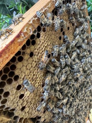 A brood frame lifted out during an inspection, with capped brood and a crowd of bees.