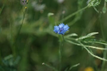 A single bright blue cornflower on a thin stem, against a blurred green background.
