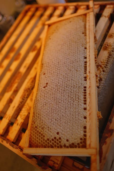 A frame of honeycomb sealed with pale wax cappings, lifted out of a honey super.