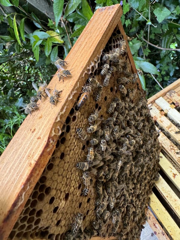 A brood frame held up against a hedge, with bees across capped brood and a few on the wooden top bar.