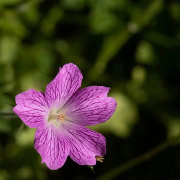 A pink cranesbill flower with dark veins on its five petals.