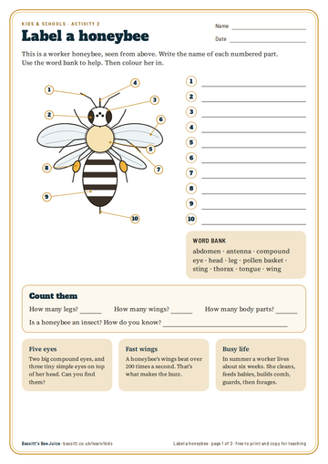 The first page of the label-a-honeybee sheet: a line drawing of a bee from above with ten numbered parts.