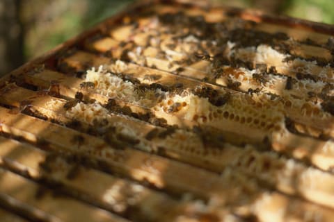 Close-up of the top bars of a super with honeybees crawling over pale wax comb, in dappled sunlight.