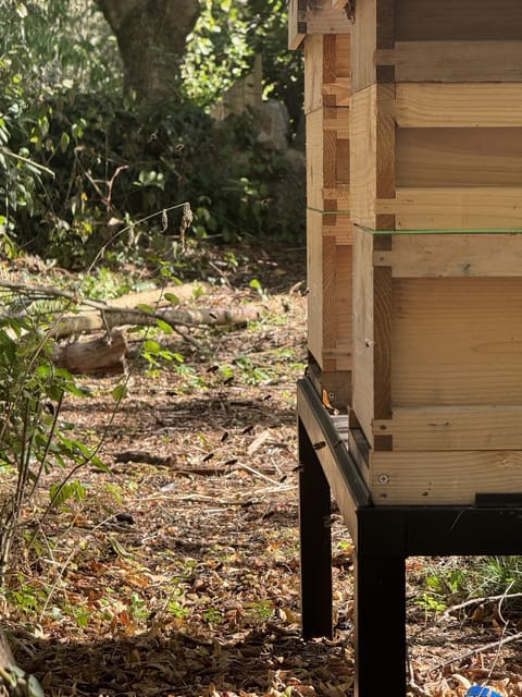 Bees flying in front of one of our hives.