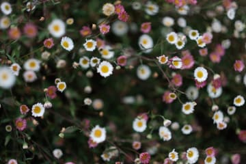 A mass of small daisies, white fading to pink, with yellow centres.